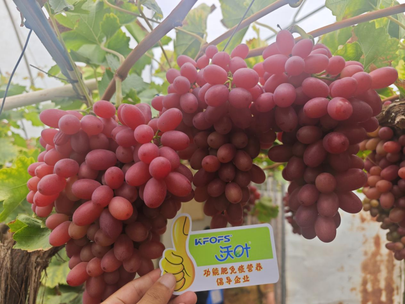 葡萄采收后施什么肥好&mdash; 紅提用沃葉水溶肥效果.png