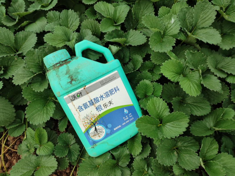 草莓施肥用什么肥料好&mdash;草莓用沃葉水溶肥效果1.png