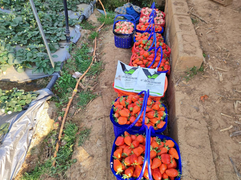 草莓施肥用什么肥料好？