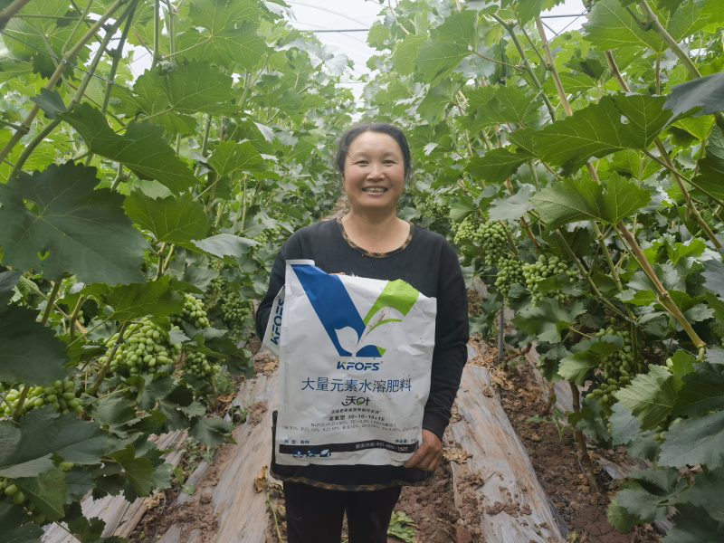大量元素水溶肥怎么使用-沃葉大量元素葡萄.png