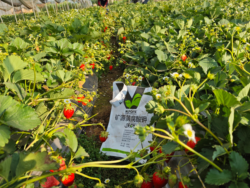 草莓各個時期的施肥方案-草莓用沃葉水溶肥效果1.png