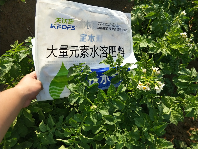 土豆用什么水溶肥高產(chǎn)-土豆用沃水寶效果.png