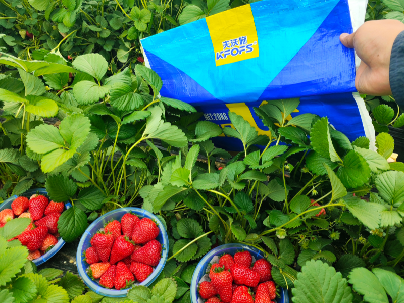 草莓施肥用什么肥料好