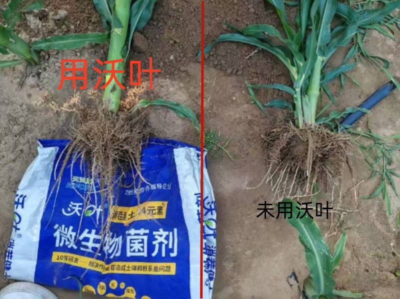 微生物菌劑怎么使用-玉米用沃葉消茬健土14元素對(duì)比效果.png