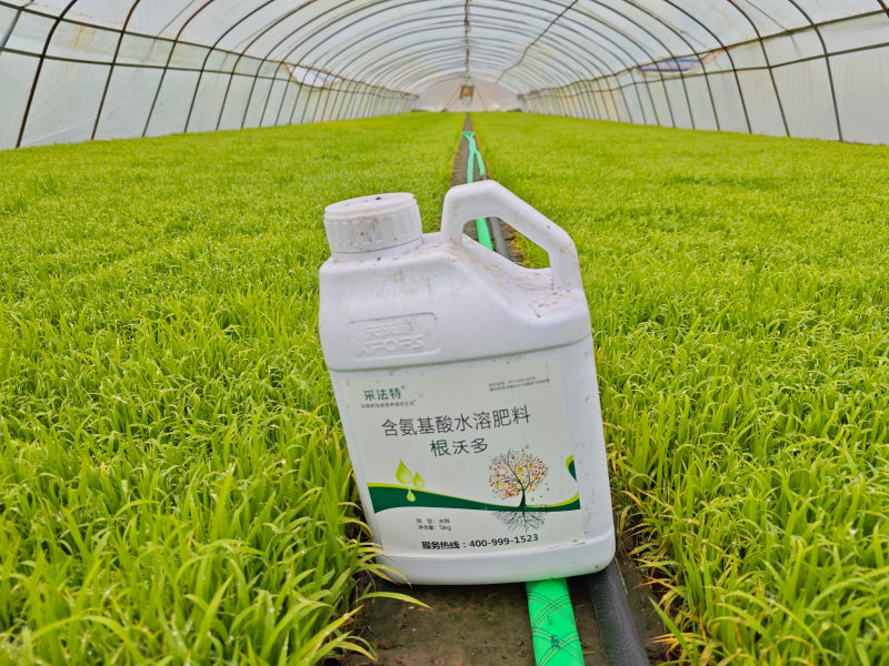 生根劑的使用方法-水稻用采法特根沃多效果.png