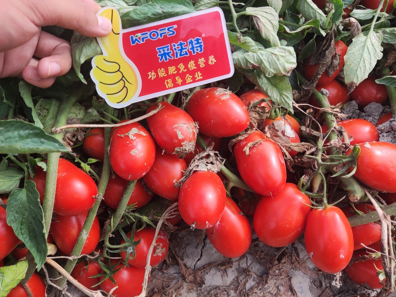 生根劑的使用方法-番茄用采法特水溶肥效果.png