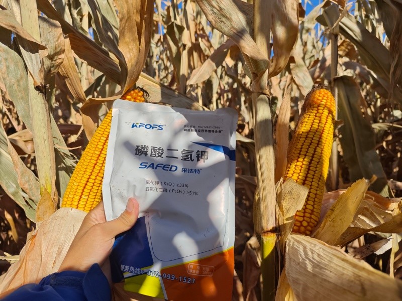 磷酸二氫鉀怎么用-玉米用采法特磷酸二氫鉀效果.jpg