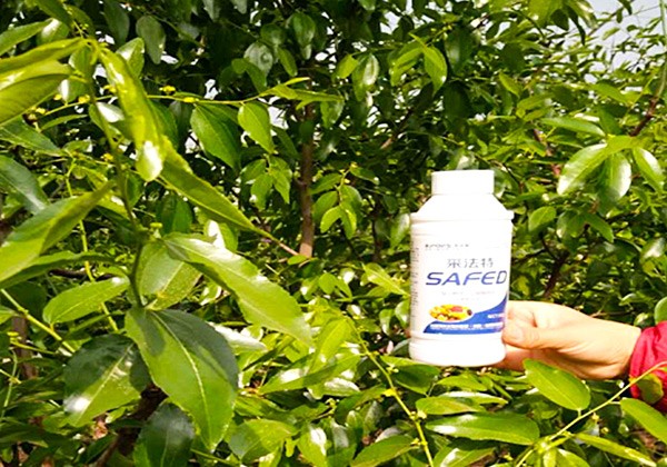 新疆棗樹(shù)施肥全優(yōu)營(yíng)養(yǎng)方案-采法特篇